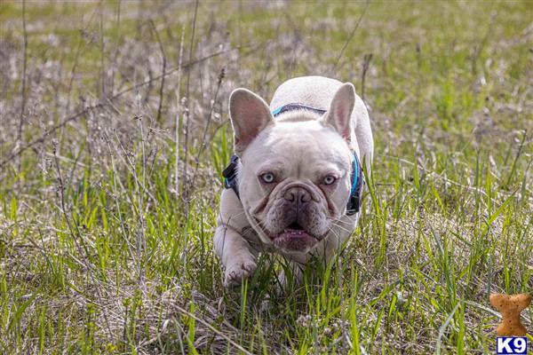 BluFrenchibles Picture 2